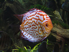 Blue discus fish (Symphysodon aequifasciatus) - Budapešť, Maďarsko