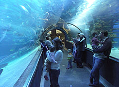 A 13-meter-long glass observation tunnel in the 1.4 million liter capacity shark aquarium - Budapešť, Maďarsko