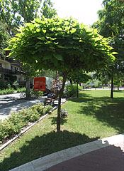 Neat ornamental tree in the park on the riverbank of the Zagyva - Jászberény, Maďarsko