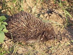 European hedgehog or Common hedgehog (Erinaceus europaeus) - Mogyoród, Maďarsko