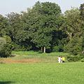 Although the palace garden has not yet regained its former glory, there are still a lot of interesting and special trees in it - Nádasdladány, Maďarsko