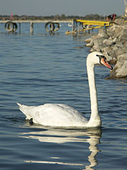 Mute swan (Cygnus olor) - Agárd, Maďarsko