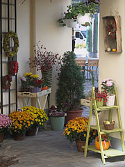 Flower shop - Budapešť, Maďarsko