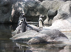 African penguins or jackass penguins (Spheniscus demersus), they seems to be gathered to consult on something - Budapešť, Maďarsko