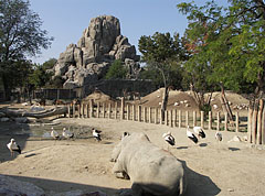 Savanna enclosure, and the Great Rock in the background - Budapeşte, Macaristan