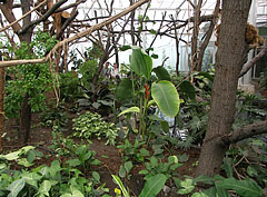 The Monkey House (nowadays Madagascar House) with tropical plants - Budapeşte, Macaristan