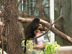 Red-handed tamarin, golden-handed tamarin or Midas tamarin (Saguinus midas) - Budapeşte, Macaristan