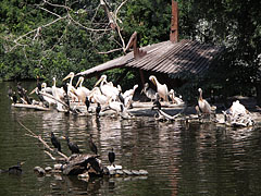 Realm of the aquatic birds, pelicans and cormorants on the island of the Great Lake (and several sunbathing slider turtles as well) - Budapeşte, Macaristan