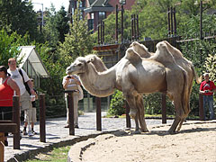 Bactrian camels (Camelus bactrianus) - Budapeşte, Macaristan