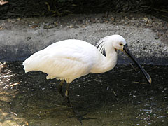 Eurasian spoonbill or common spoonbill (Platalea leucorodia) - Budapeşte, Macaristan