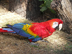 Scarlet macaw (Ara macao) a large South American parrot - Budapeşte, Macaristan