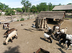 Goats in the rural farmyard - Gödöllő Hills (Gödöllői-dombság), Macaristan