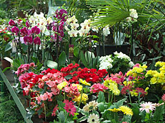 Many kinds of flowers in the Paln House - Gödöllő, Macaristan