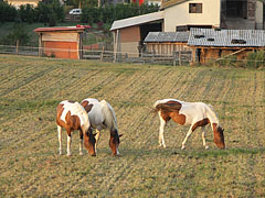 Spotted horses - Mogyoród, Macaristan