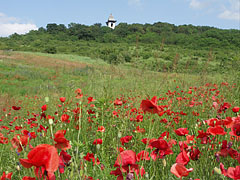 Poppy field close to the lookout tower on Somlyó Hill - Mogyoród, Macaristan