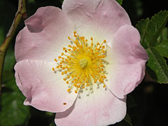 Wild rose or Dog rose (Rosa canina) flowers - Mogyoród, Macaristan