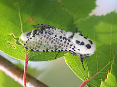 Wood leopard moth (Zeuzera pyrina) on birch branch - Mogyoród, Macaristan