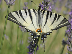 Scarce swallowtail or sail swallowtail (Iphiclides podalirius), a large butterfly - Mogyoród, Macaristan