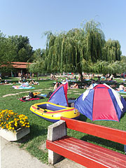 Grassy shore with willow trees on the Wesselényi beach - Balatonalmádi, Ungaria