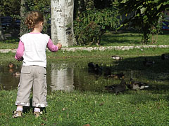 Wild ducks bathe in a pond (or rather just a puddle) - Balatonfüred, Ungaria