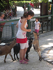 Petting zoo with goats and children - Budapesta, Ungaria