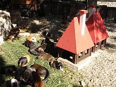 "Town" of the guinea pigs - Budapesta, Ungaria