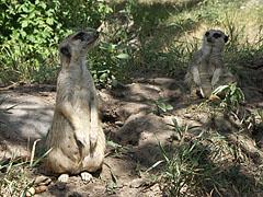 Meerkats or suricates (Suricata suricatta) - Budapesta, Ungaria