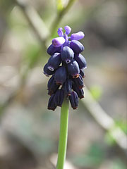 Grape hyacinth (Muscari racemosum or Muscari neglectum), a violet-blue colored flower - Csővár, Ungaria