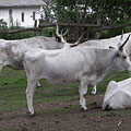 Gödöllő Hills (Gödöllői-dombság), Ungaria