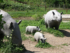 Hornless prehistoric rhinoceros (Brachypotherium) family on the tiny island - Ipolytarnóc, Ungaria