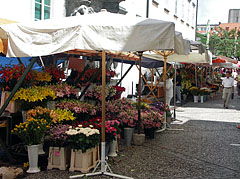 Florists at the Seminary in the Central Market of Ljubljana - Ljubljana, Slovenia