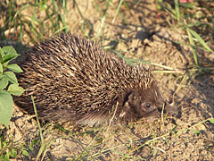 European hedgehog or Common hedgehog (Erinaceus europaeus) - Mogyoród, Ungaria