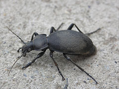 Leatherback ground beetle (Carabus coriaceus) - Mogyoród, Ungaria