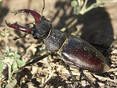 Common stag beetle (Lucanus cervus), male specimen - Mogyoród, Ungaria