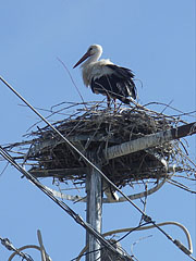 The nest of a white stork on an electric pylon - Paks, Ungaria