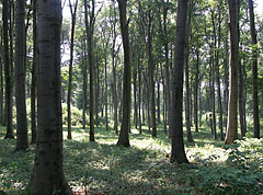  - Pilis Mountains (Pilis hegység), Ungaria