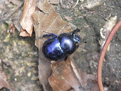 A bluish-black earth-boring dung beetle (Geotrupes stercorarius) on the forest floor - Pilis Mountains (Pilis hegység), Ungaria