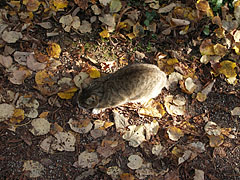 A cat is looking for something in the autumn leaf-litter - Szarvas, Ungaria