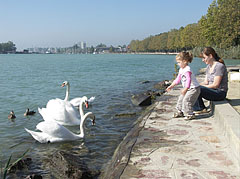 Swan feeding - Balatonfüred, Hungria