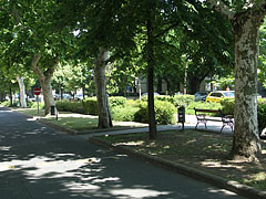 Alley of plane trees (Platanus) - Jászberény, Hungria