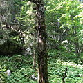 Triglav National Park, Eslovénia