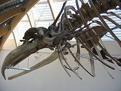 Whale skeleton in the entrance hall - Budapest, Hungría