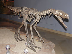 Herrerasaurus ischigualastensis, an early bipedal (walking on two legs) carnivorous dinosaur - Budapest, Ungheria