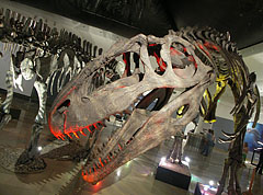 The enormous skull of the Giganotosaurus carolinii meat-eating theropod dinosaur - Budapest, Ungheria