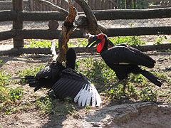 African ground hornbill (Bucorvus leadbeateri) - Budapest, Ungheria