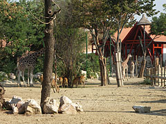 Savanna enclosures with giraffes and a group of Nile lechwe antelopes - Budapest, Ungheria