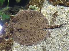 Ocellate river stingray or peacock-eye stingray (Potamotrygon motoro) - Budapest, Ungheria