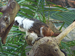 Cotton-top tamarins (Saguinus oedipus) - Budapest, Ungheria