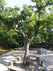 The twisted oak tree couple on the mountaintop at the observation point - Dobogókő, Ungheria