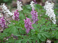 Bulbous corydalis or fumewort (Corydalis cava) white and mauve colored flowers - Eplény, Ungheria